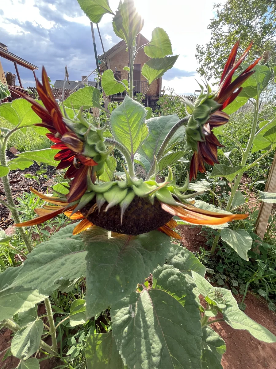 Charlotte's Garden Welcomes You